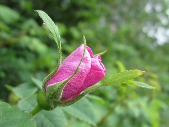40 Seeds PINK CANINE MOSQUETA Rose Hip Pink silvestre flowers medicinal