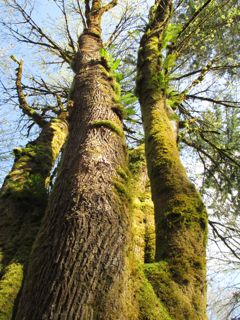 big leaf maple moss