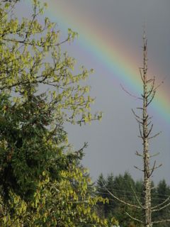 big maple rainbow