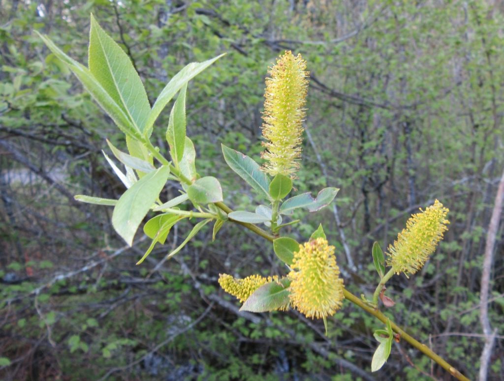 Willow — Wild Foods And Medicines