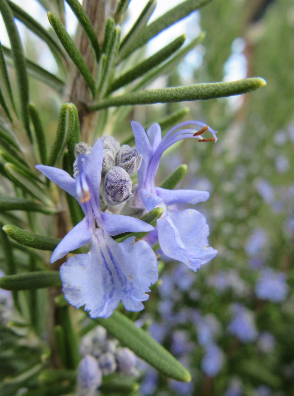 Rosemary — Wild Foods and Medicines