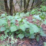 nettle