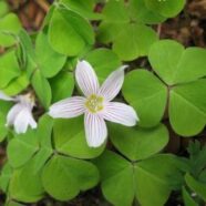 oxalis