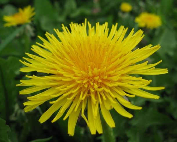 Dandelion — Elise Krohn | Wild Foods and Medicines