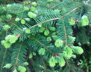 Coastal Douglas-fir provenance variation: patterns and predictions