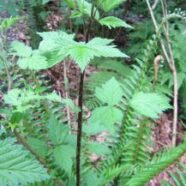 sproutsalmonberry