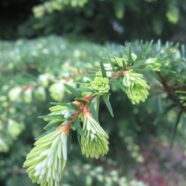 Fir, Hemlock and Spruce Tips