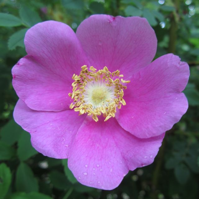 rosetop