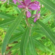 fireweed3