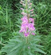 fireweed4