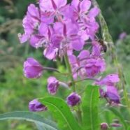 fireweed5