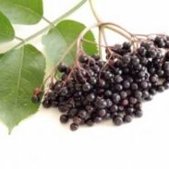 elderberry