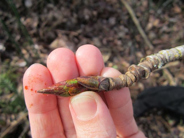 cottonwood bud