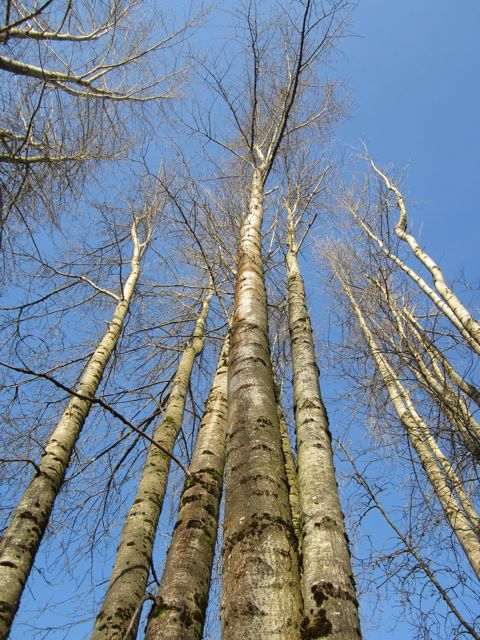 cottonwood tree