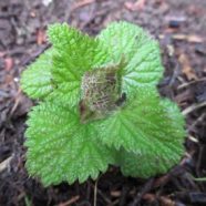 It’s Nettle Season