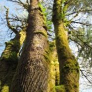 big leaf maple moss