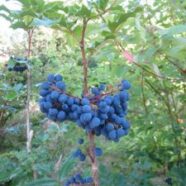 Oregongrapeberry