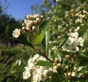 Native Hawthorn Flowers and Leaves