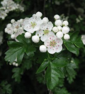 European Hawthorn Leaf and Flower