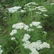 Yarrow1